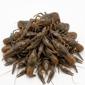 Fresh/Live Crayfish