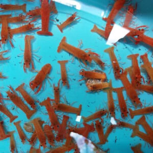 Crayfish Broodstock / Seed Stock